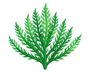 Samphire vector illustration isolated on white background clipart