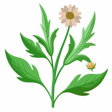 Bitki, bitki, şifalı bitkiler, çiçek, yaprak, vektör illüstrasyonu.