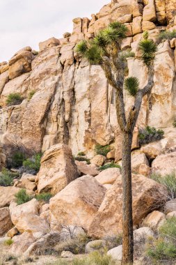 A tall Joshua Tree growing in front of sandstone cliffs, Joshua Tree National Park, California, United States. clipart