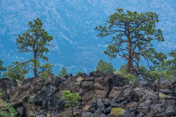 Flagstaff, Arizona yakınlarındaki Sunset Crater Ulusal Anıtı 'nda lav kayaları arasında çam ağaçları büyüyor..