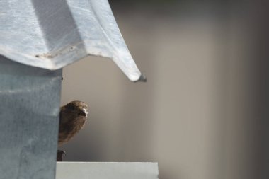Evinin dışında kafasını gösteren küçük bir kuş.