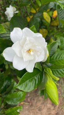 Doğada ilkbahar beyaz çiçeği