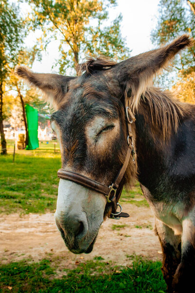 Amidst the rural tranquility, this donkey rests as if contemplating the universe between a nap and a philosophical revelation. His lost gaze seems to question: "To be or to graze?"