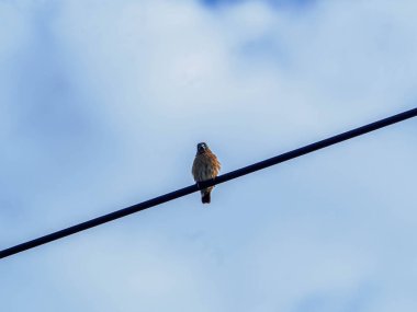 Bondol Pekin pipit Pekin (Lonchura punctulata) pirinç ve tohum yiyen küçük bir kuş türüdür..