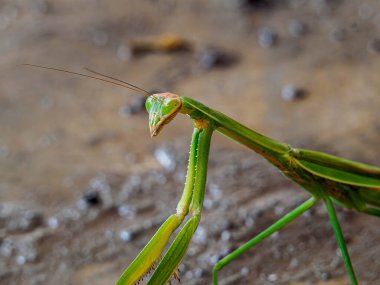 Belalang Sembah (Tenodera aridifolia), Mantinae familyasından bir peygamberdevesi türüdür..