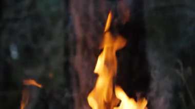 Ateş alevleri bir ağaç gövdesinin önünde dans ediyor, diğer yeşil bitki örtüsü de arka planda.