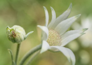Wollongong, Yeni Güney Galler, Austra