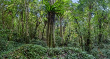 The taller trees are Giant stinging trees (Dendrocnide excelsa). The large ferns up in the trees are Birds-nest ferns (Asplenium australasicum). clipart