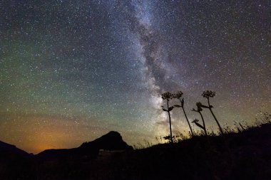 Buzul Ulusal Parkı 'ndaki Siluetli Çiçekler ve Dağlar Üzerinde Samanyolu