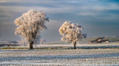 Görkemli Buz Öpülmüş Söğütler Büyülü Karla kaplı Oberschwrzenbach Manzarası