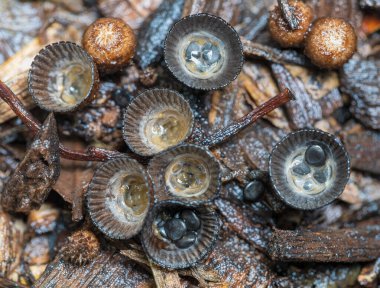 Doğanın Minyatür Kuş Yuvaları Kuş Yuvaları