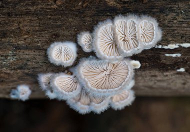 Schizophyllum commune in Illawarra Rainforest clipart