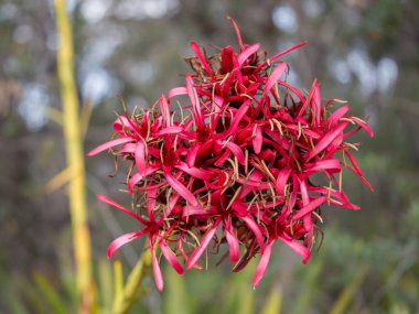 Majestic Gymea Zambak Çiçek Kafa