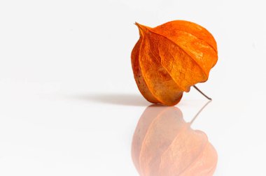 Beyaz makro fotoğrafçılık üzerine ruhani Physalis yansıması
