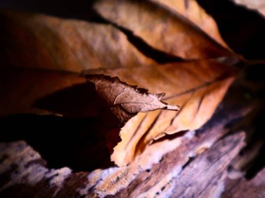 Tahta Parça üzerindeki kuru Yaprak, Doğanın Sessiz Güzelliğini Yakalıyor