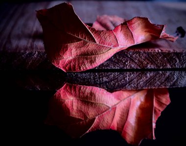 Tahta Parça üzerindeki kuru Yaprak, Doğanın Sessiz Güzelliğini Yakalıyor