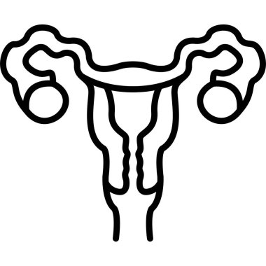 Rahim anatomisinin basit çizimi