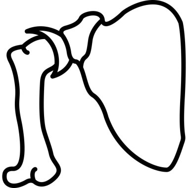 Balta ve kemik çizgisi