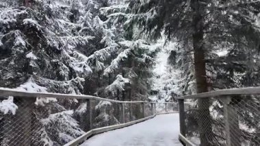 Güzel karlı ağaçlarla çevrili huzurlu, sakin bir patika keşfin keyfini çıkarıyor.