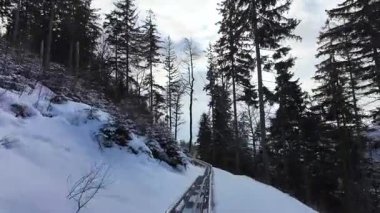 Çekici ve karlı bir yol, uzun ve yeşil ağaçların arasından süzülür, huzurlu bir manzara sunar.