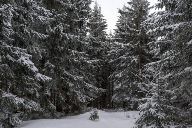 Dolni Morava, Çek Cumhuriyeti 16 Şubat 2025. Yüksek kalite fotoğraf