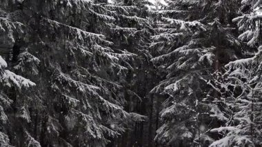 Güzel, huzurlu bir kış manzarası sergileniyor bereketli, karla kaplı ağaçlar sakin bir orman ortamında.