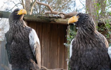 Bir çift deniz kartalı, keskin sarı gagaları ve yoğun bakışlarıyla bir kuşhanede dikiliyorlar etkileyici siyah tüylerini ve beyaz omuz yamalarını sergiliyorlar.. 