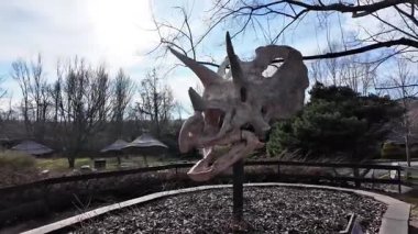 Büyük bir Triceratops kafatası kopyası, yapraksız ağaçlar ve yeşil çalılarla dolu bir hayvanat bahçesi tezgahına monte edilmiş. Detaylı fosil yapısı dinozorların devasa boynuzlarını ve kemikli yakutlarını gösteriyor.. 