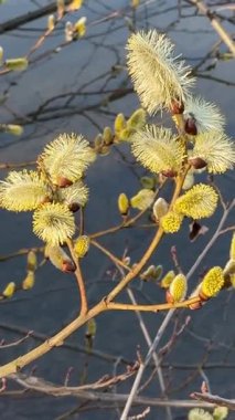 İnce dallarda tomurcukları olan yumuşak sarı söğüt çiçekleri doğal gün ışığı altında bulanık bir nehir arka planına yakın plan. 
