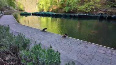 Sakin yeşil bir göletin kenarındaki renkli mandalina ördekleri. Önünde orman yansıması ve taş kaldırım var..