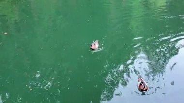 İki mandalina ördeği, yumuşak dalgalar ve yansıyan ağaçlarla berrak yeşil sularda huzur içinde yüzüyor..