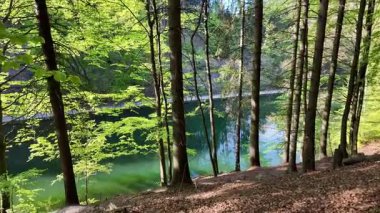 Temiz göle bakan yumuşak yamaçta uzun ince ağaçlar olan yeşil orman. Taze bahar yapraklarından süzülen güneş ışığı..