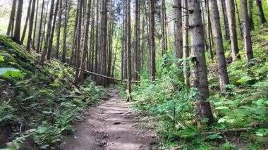 Yoğun çam ormanlarında dolanan dar toprak yol. Düşmüş ağaçlar ve yumuşak gün ışığında yeşil eğreltiotları olan..
