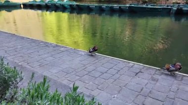 Sakin yeşil bir göletin kenarındaki renkli mandalina ördekleri. Önünde orman yansıması ve taş kaldırım var..