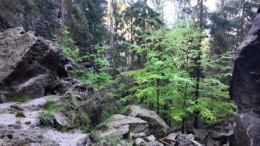 Canlı orman sahnesinde uzun ağaçlar ve kayalık oluşumlar güzellik ve sükuneti gözler önüne seriyor.