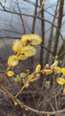 İnce dallarda tomurcukları olan yumuşak sarı söğüt çiçekleri doğal gün ışığı altında bulanık bir nehir arka planına yakın plan. 