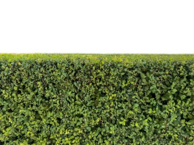 Green trimmed hedge isolated on transparent background, garden bush wall for landscaping design.