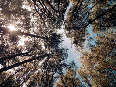Ağaçların gölgesinde ağaçların gölgesinde.