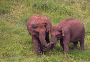 Munnar 'daki bir tepe istasyonu olan Munnar' ın filleri. Bu aile, zirvedeki vahşi hayattır.