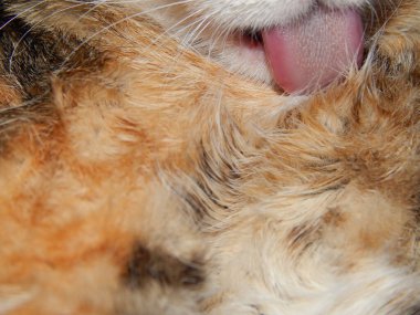 Kedi Kürkü, Sert Dil 