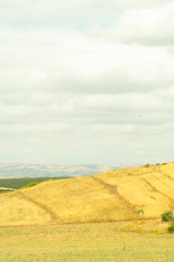 Düşünceli Gökyüzünün Altında Altın Buğday