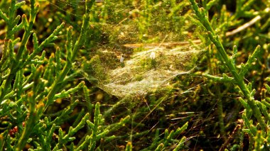 Yaşam Ağı 'na yakalanmış