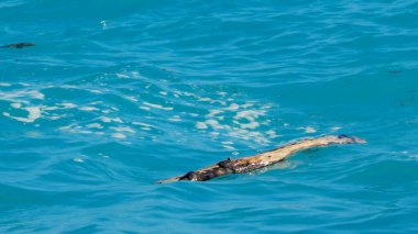 Akdeniz Yankıları: Gezgin Orman