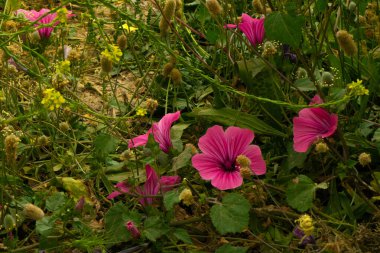 Narin Malope Yabani Yeşilliğin Ortasında