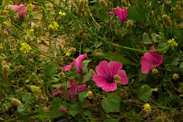 Narin Malope Yabani Yeşilliğin Ortasında