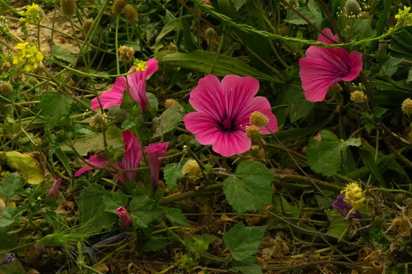 Vahşi doğada açan canlı Malope