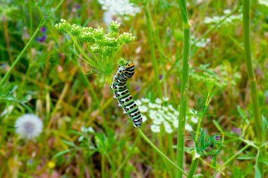 Çiçek Tarlasında Siyah Kırlangıç Tırtıl