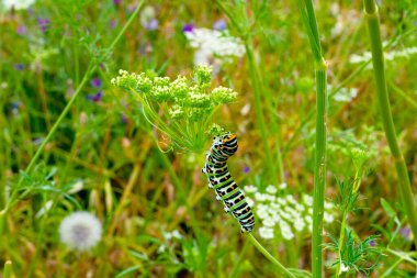 Vahşi Çayırdaki Canlı Tırtıl