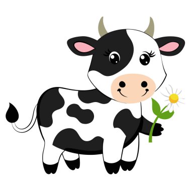 Şirin bir ineğin papatya çiçeğini tutuşu.