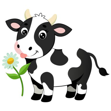 Şirin bir ineğin papatya çiçeğini tutuşu.